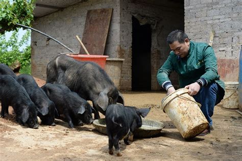 daily hog price in china